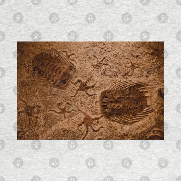 Fossil by Wolf Art / Swiss Artwork Photography